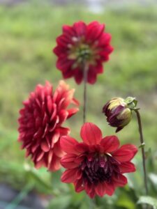 Blomsterlykke – Bryllupsblomster og magiske blomsteropplevelser - illustrasjonsbilde nr 6 for din bryllupsdag