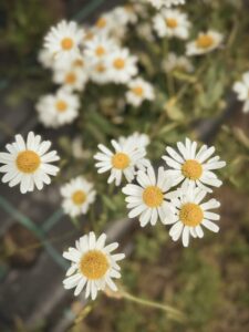 Blomsterlykke – Bryllupsblomster og magiske blomsteropplevelser - illustrasjonsbilde nr 3 for din bryllupsdag